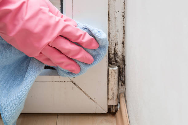 Why You Should Choose Our Mold Remediation Services in Pasadena, MD